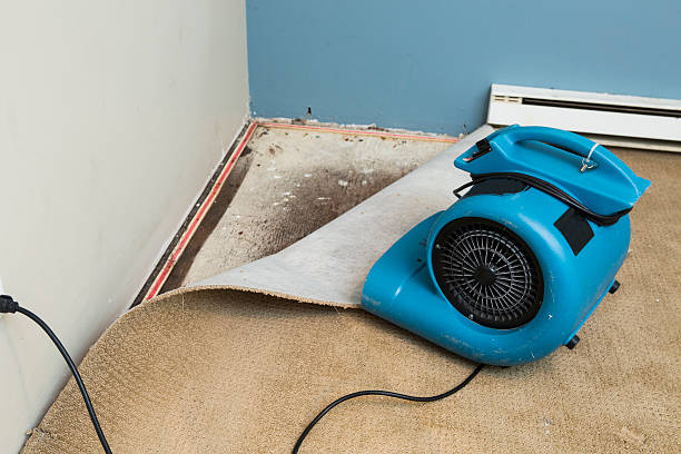 Best Carpet water damage restoration  in Breckenridge, MN